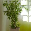 Aralia Ming - Afbeelding 2